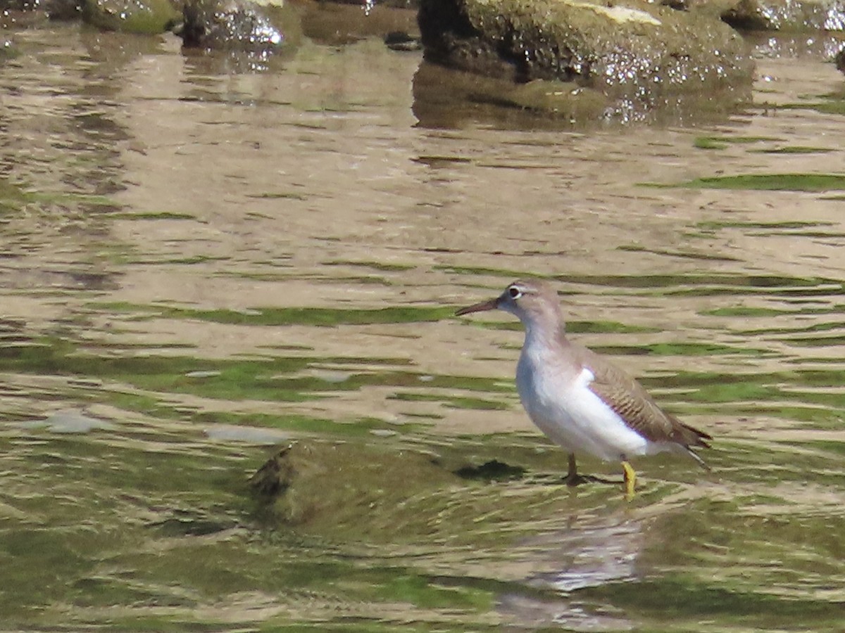 Spotted Sandpiper - ML640981491