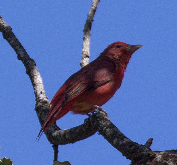 Summer Tanager - ML640981557