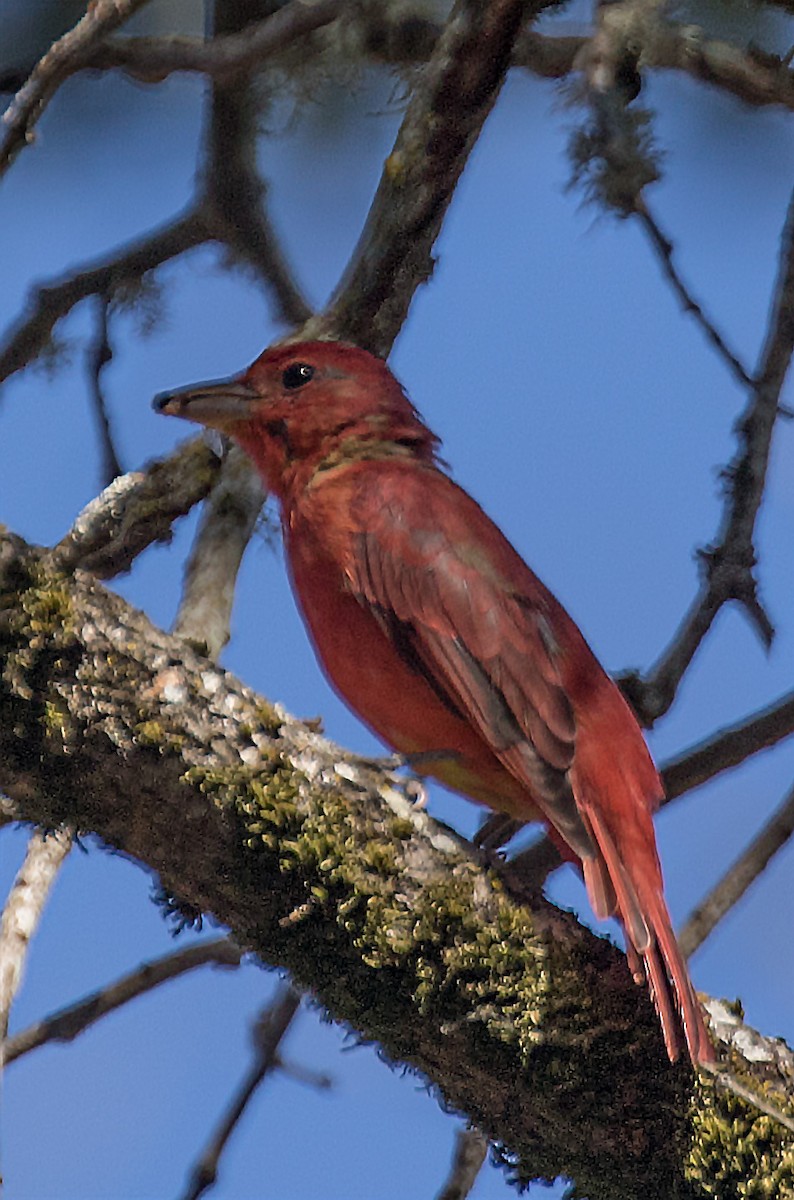 Summer Tanager - ML640981558