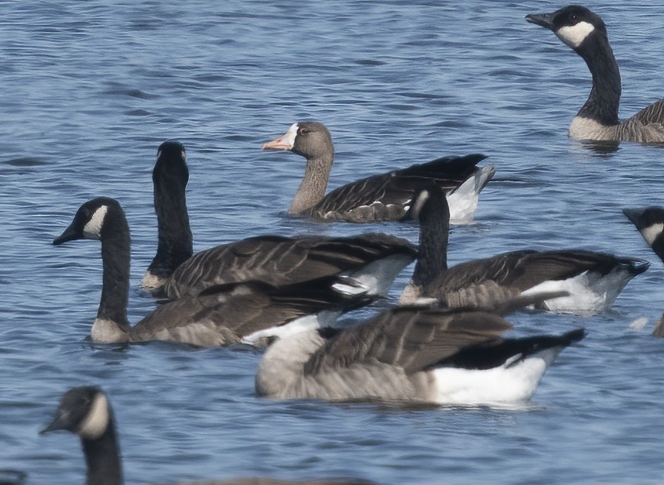 Greater White-fronted Goose - ML640981588