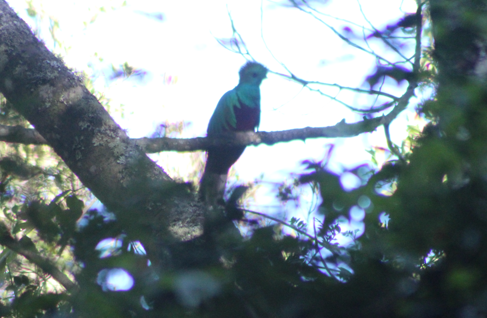 Quetzal resplendissant (mocinno) - ML640981599