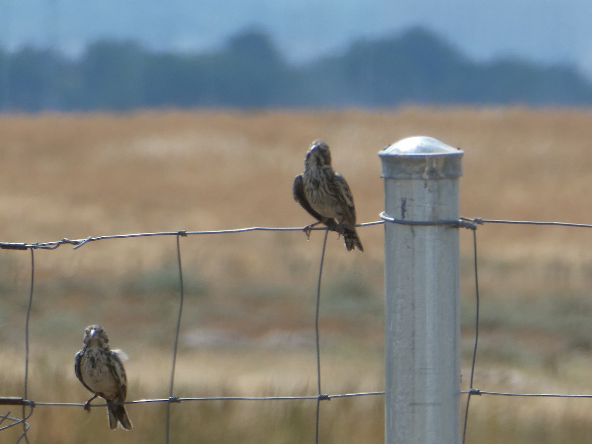 Lark Bunting - ML640981604