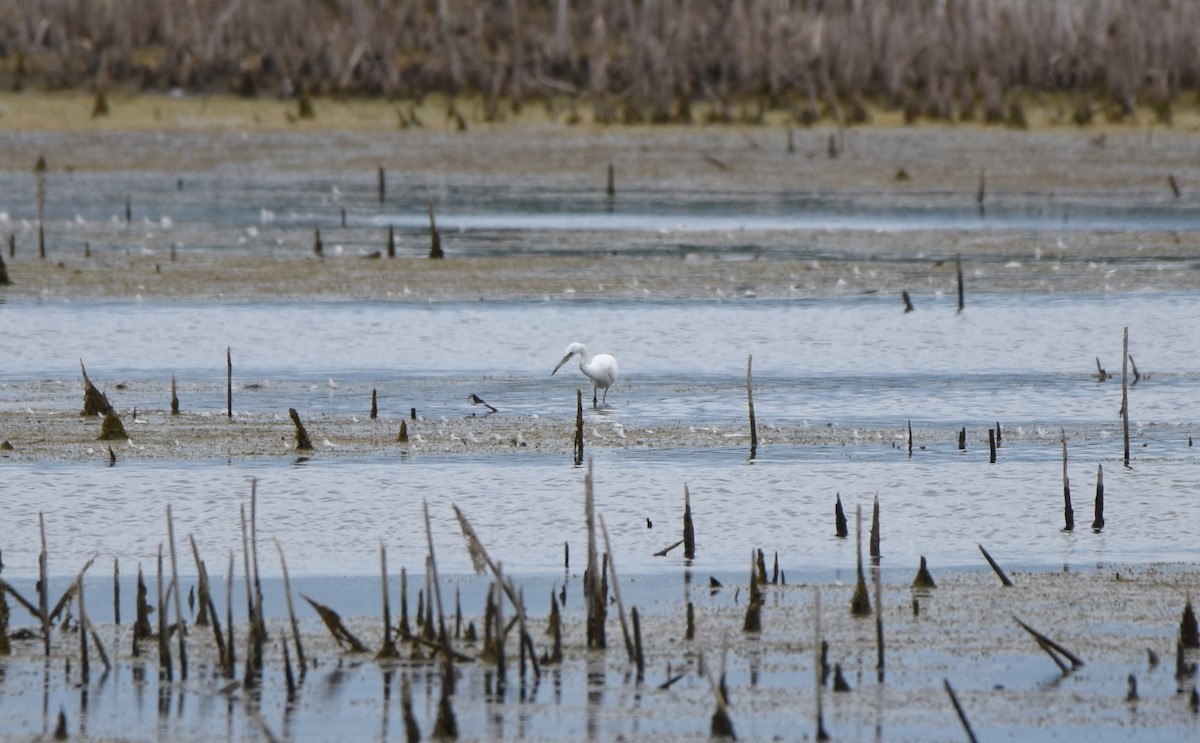 Little Blue Heron - ML640981638