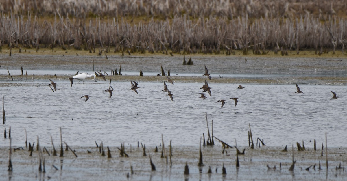 Little Blue Heron - ML640981639