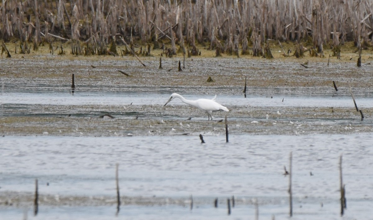 Little Blue Heron - ML640981640