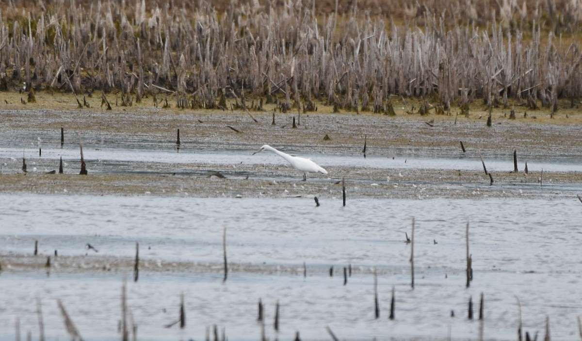 Little Blue Heron - ML640981641