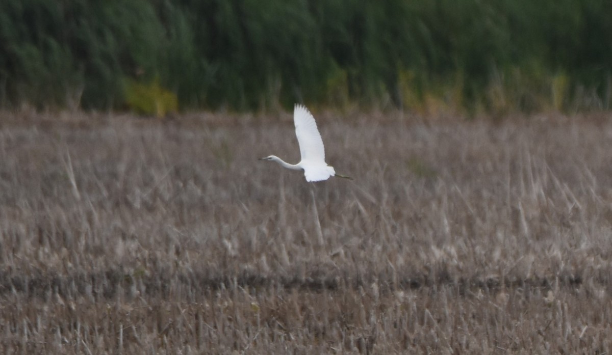 Little Blue Heron - ML640981642