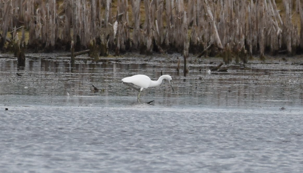 Little Blue Heron - ML640981643