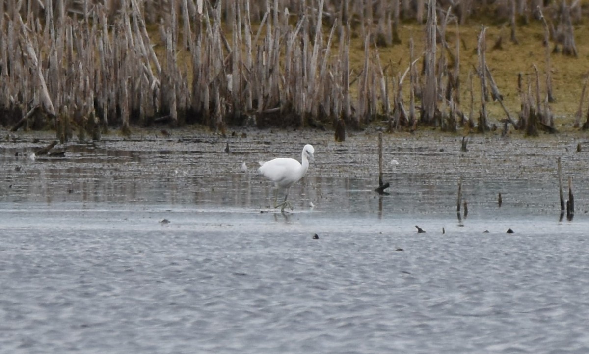 Little Blue Heron - ML640981644