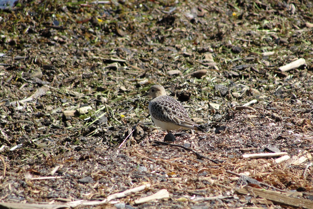 Buff-breasted Sandpiper - ML640981732