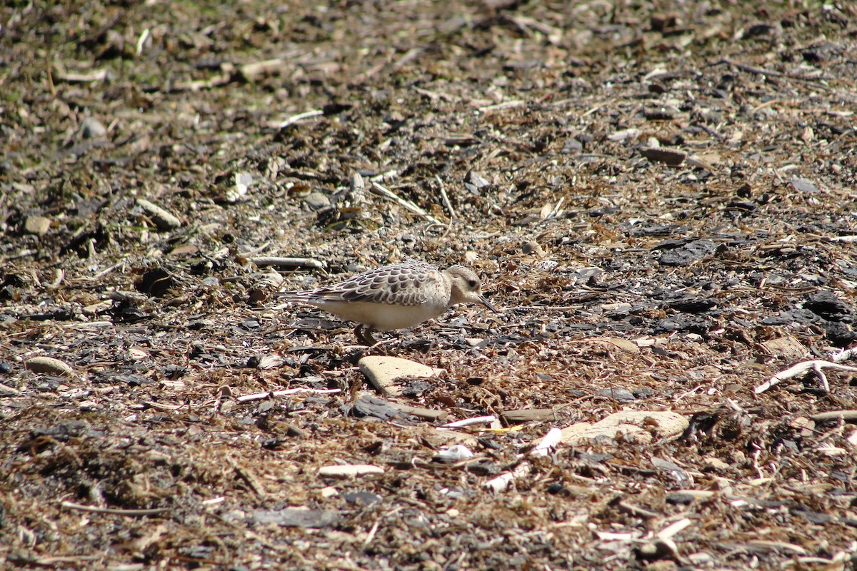 Buff-breasted Sandpiper - ML640981733
