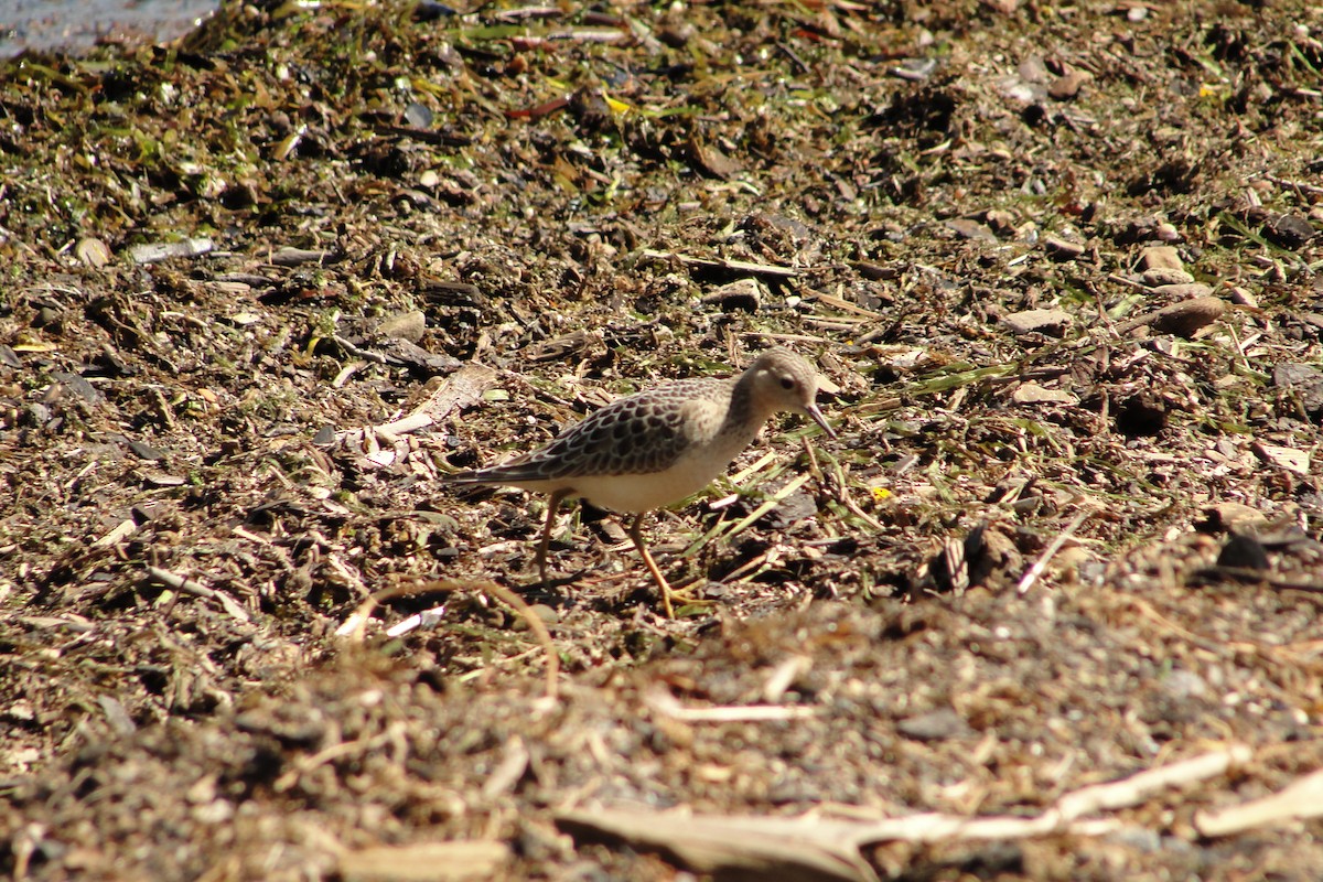 Buff-breasted Sandpiper - ML640981734