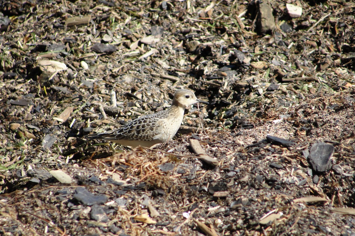 Buff-breasted Sandpiper - ML640981735