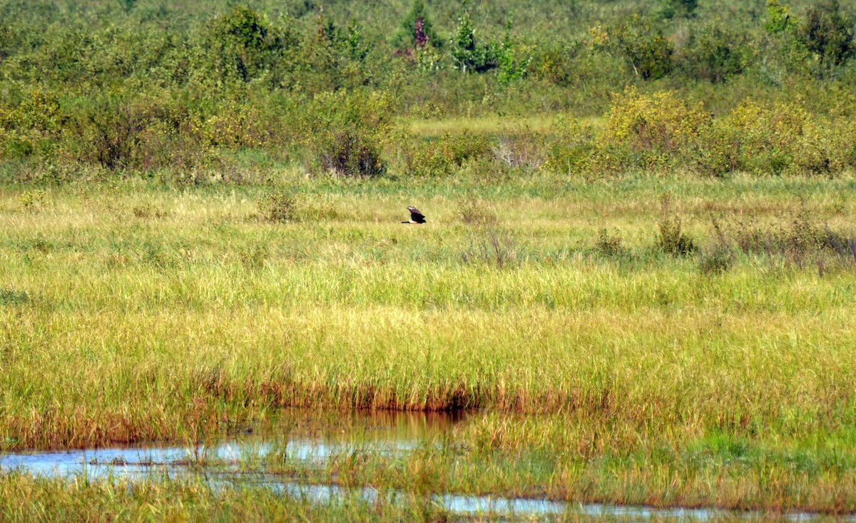 Northern Harrier - ML640981814