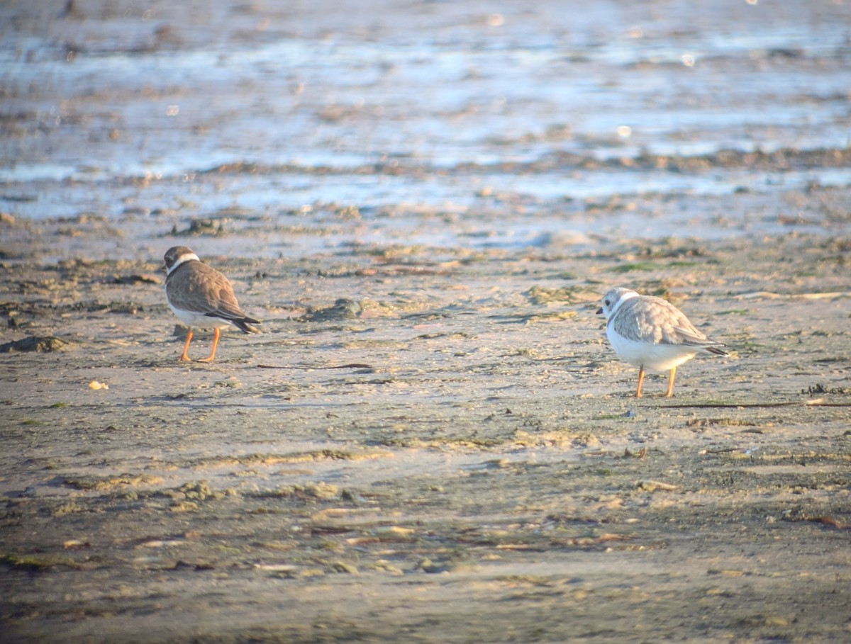 Piping Plover - ML640981880