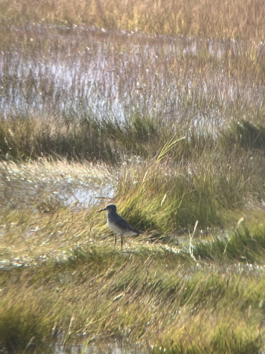 White-rumped Sandpiper - ML640981915