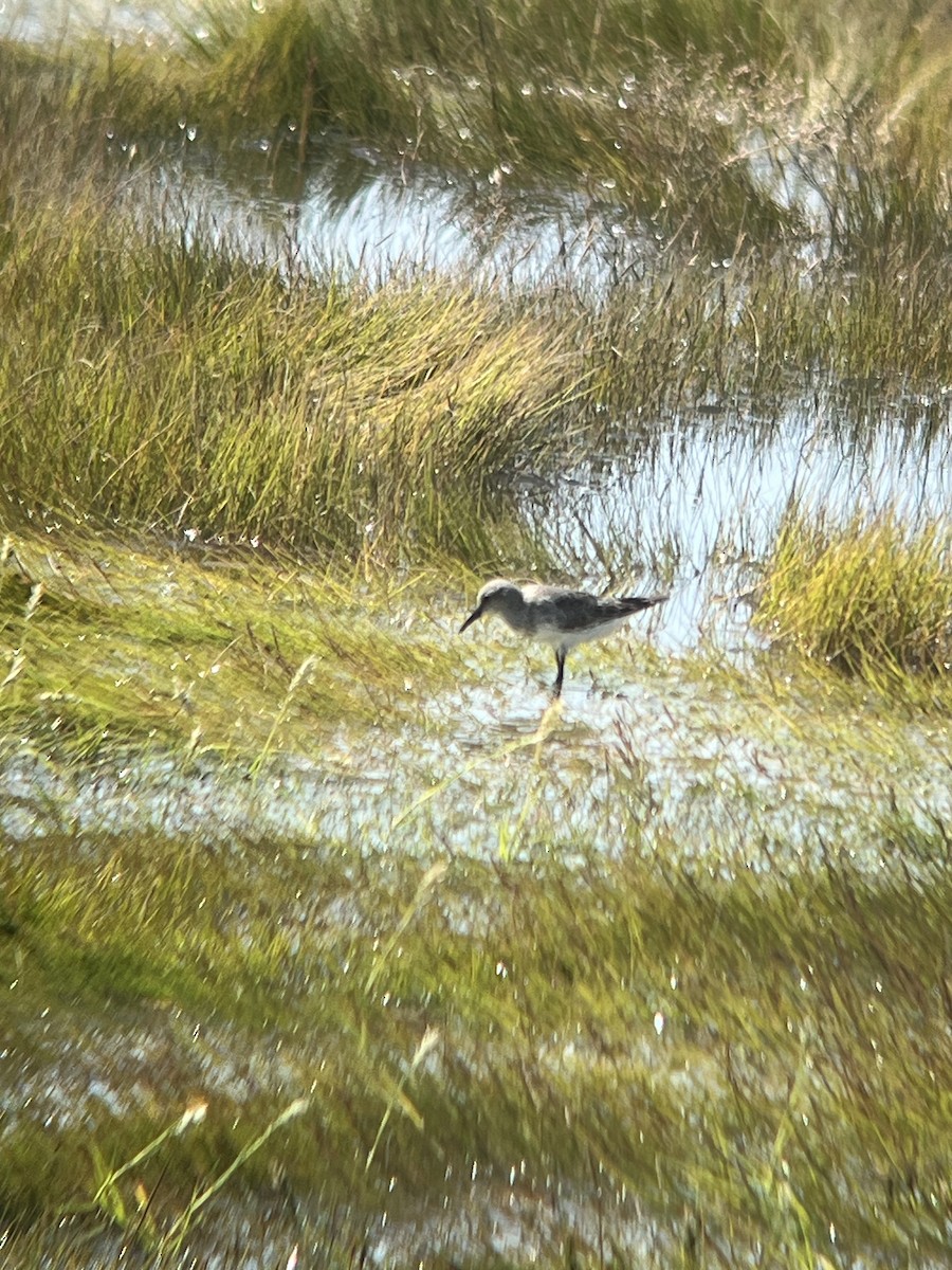 White-rumped Sandpiper - ML640981916