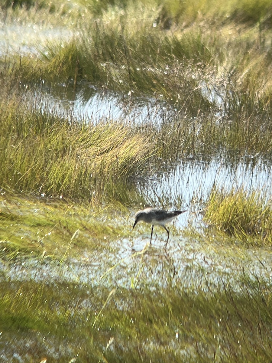 White-rumped Sandpiper - ML640981917