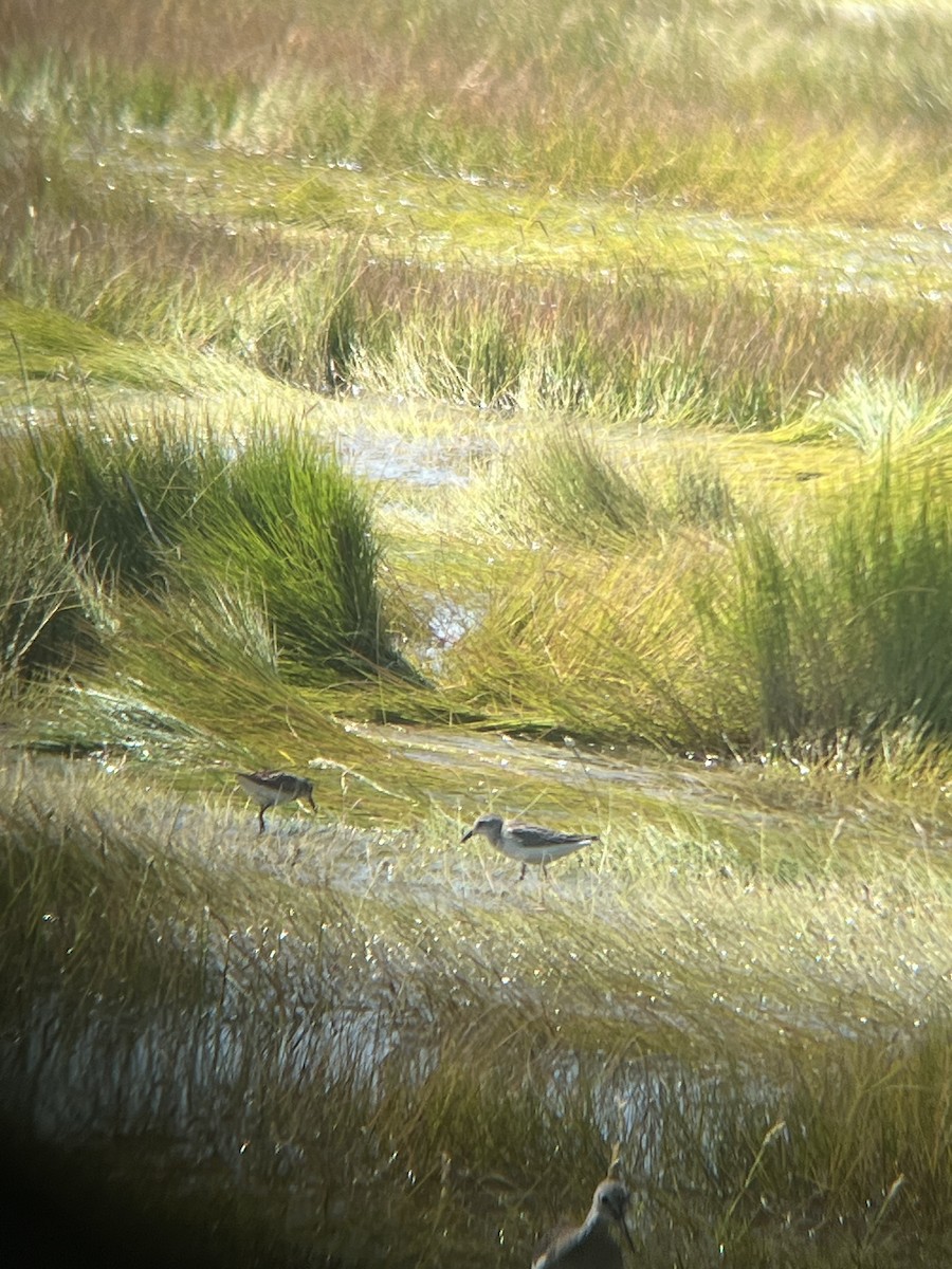 Semipalmated Sandpiper - ML640981926