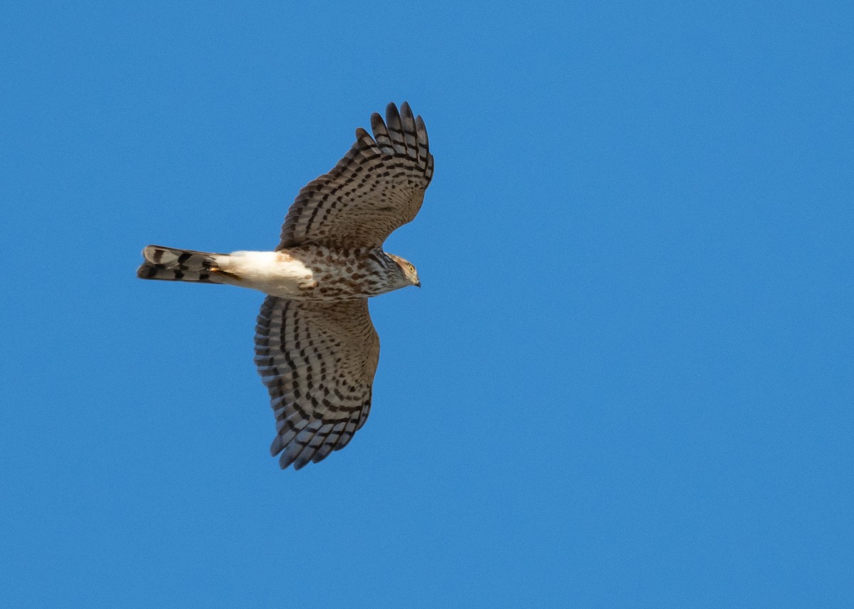 parulahauk - ML640981932