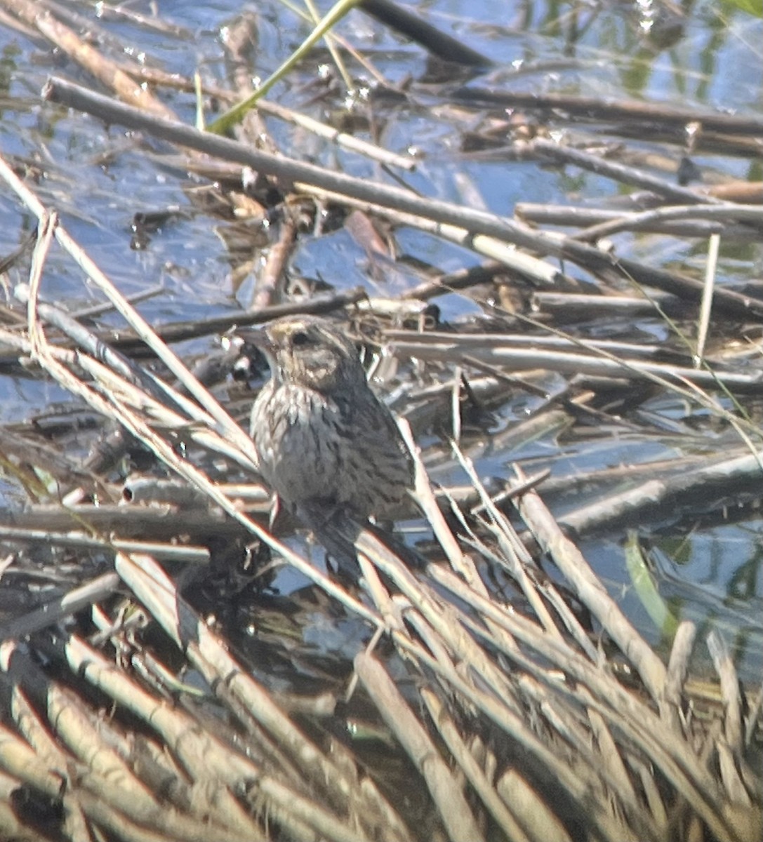 Saltmarsh Sparrow - ML640981934