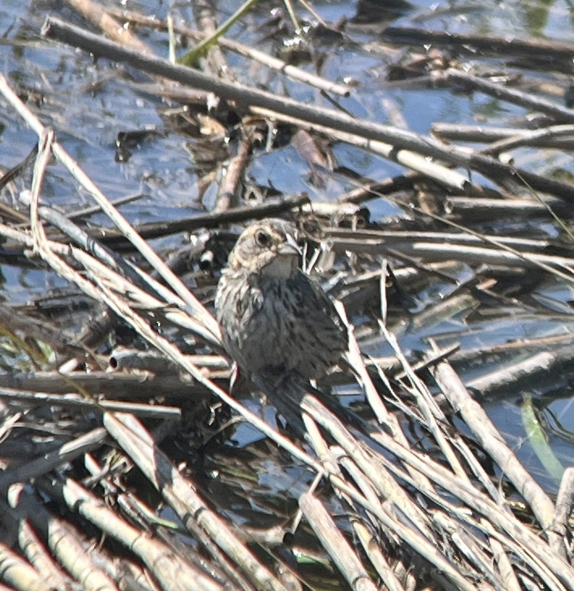 Saltmarsh Sparrow - ML640981935