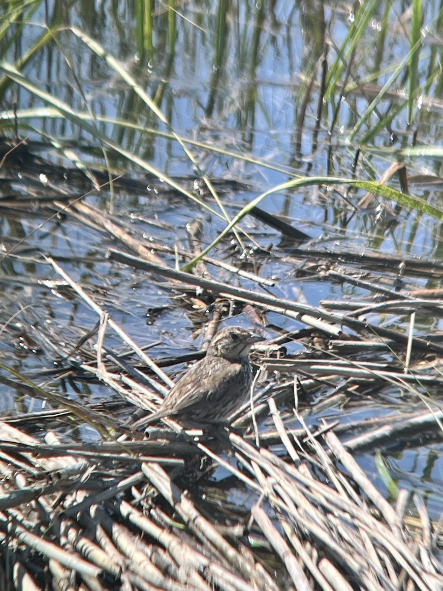 Saltmarsh Sparrow - ML640981936