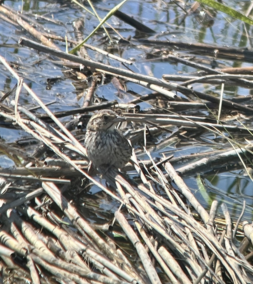 Saltmarsh Sparrow - ML640981937