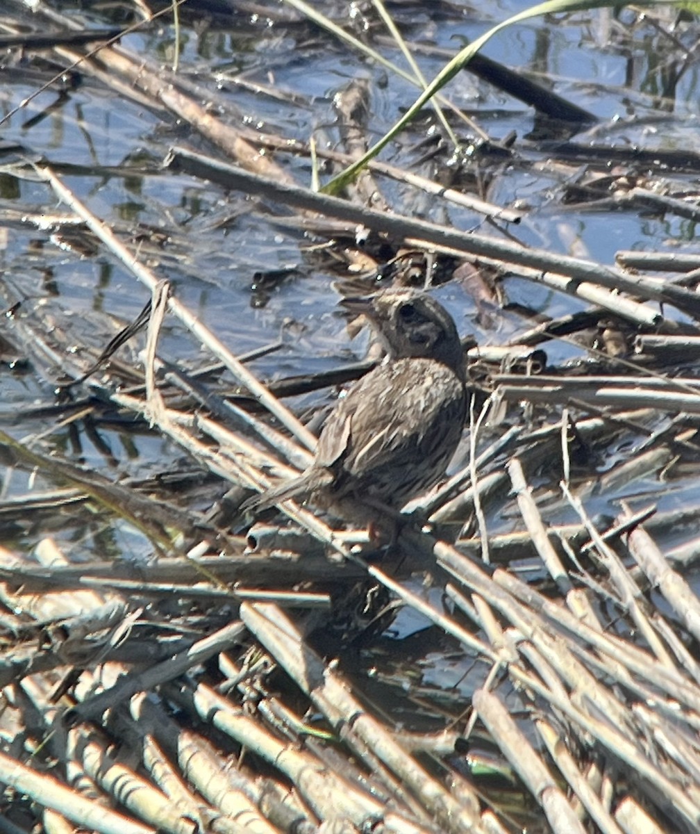 Saltmarsh Sparrow - ML640981938