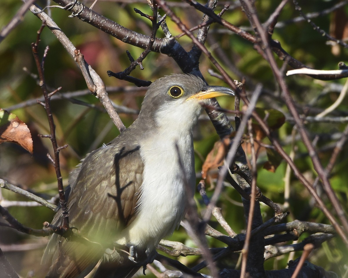Cuclillo Piquigualdo - ML640981939