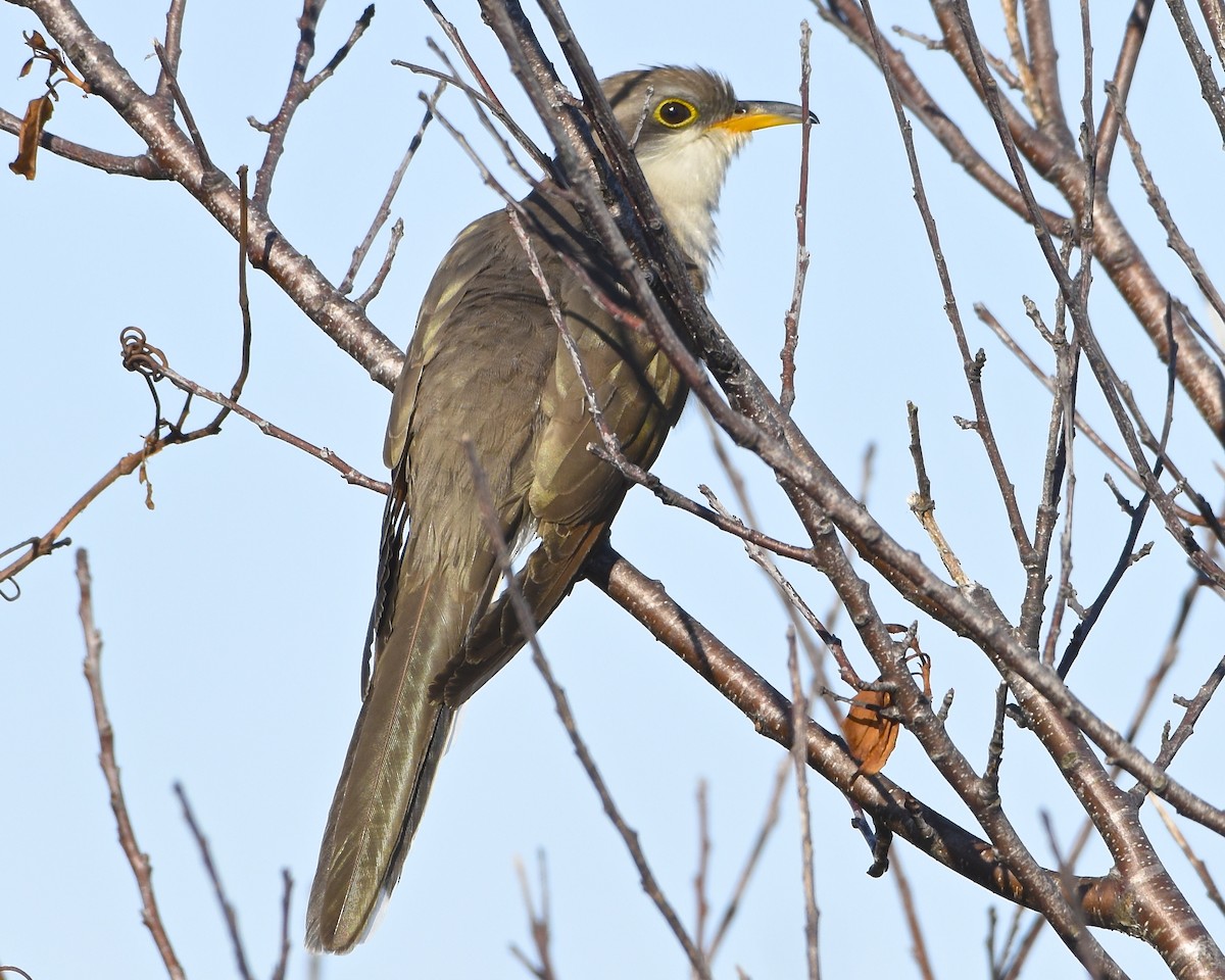 Cuclillo Piquigualdo - ML640981943