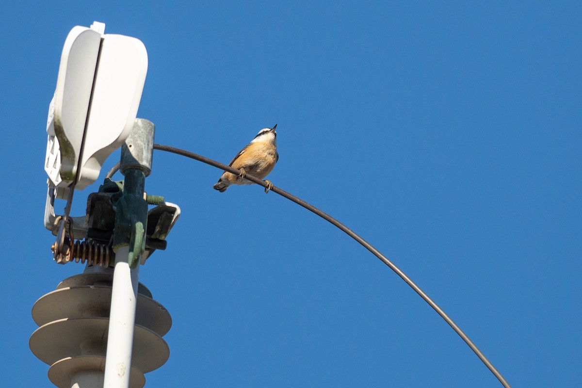 rustspettmeis - ML640981950