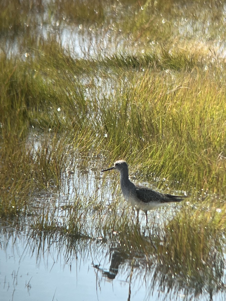 Lesser Yellowlegs - ML640981954