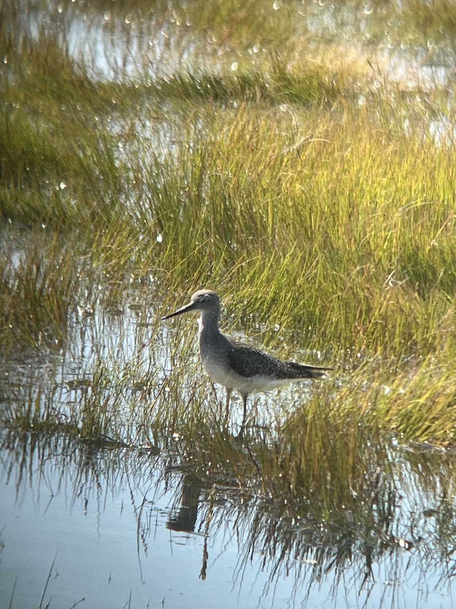 Lesser Yellowlegs - ML640981955
