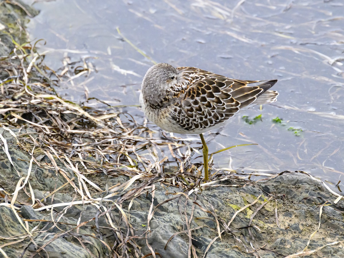 Stilt Sandpiper - ML640981958
