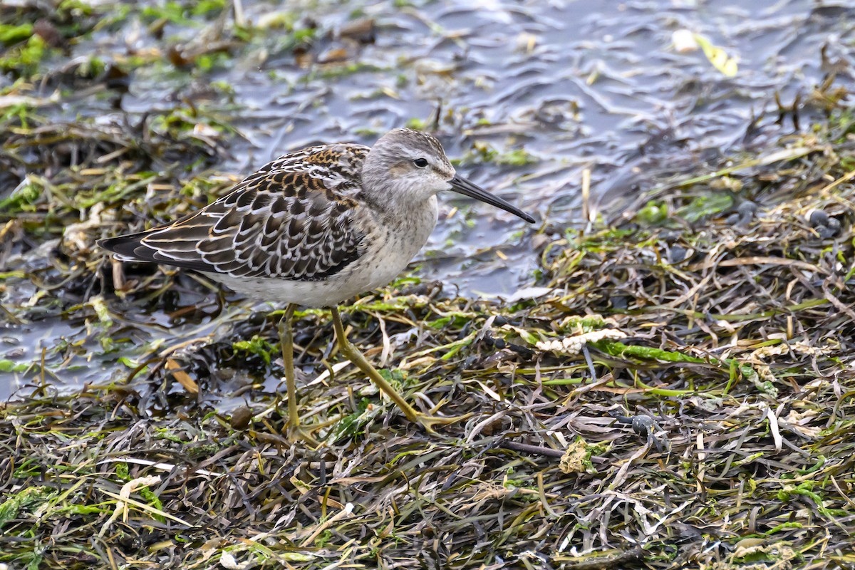 Stilt Sandpiper - ML640981959