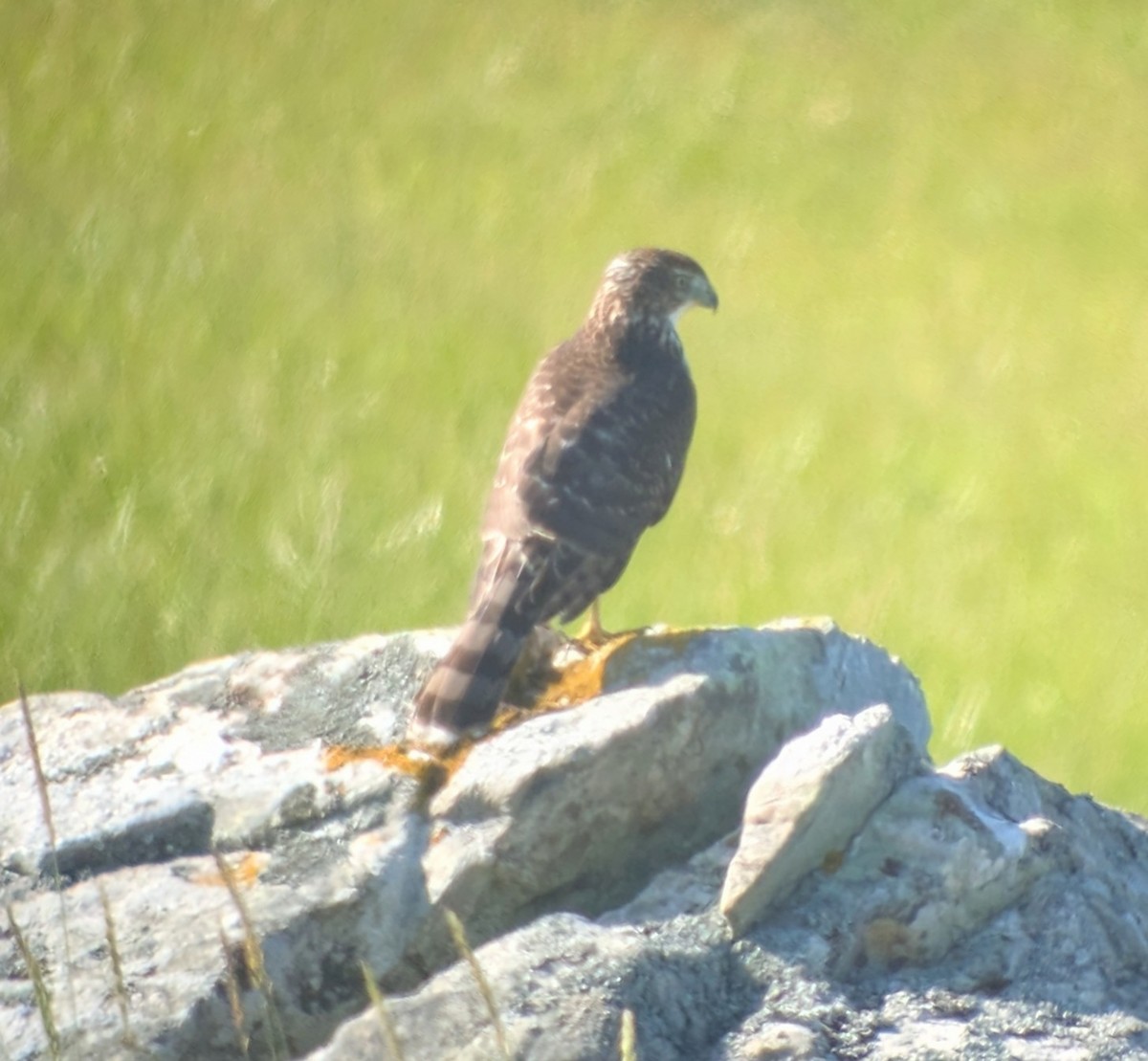 Cooper's Hawk - ML640981987