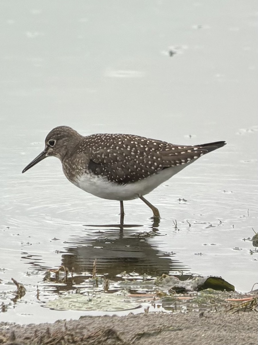 Solitary Sandpiper - ML640982013
