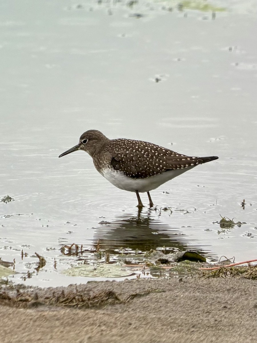 Solitary Sandpiper - ML640982014