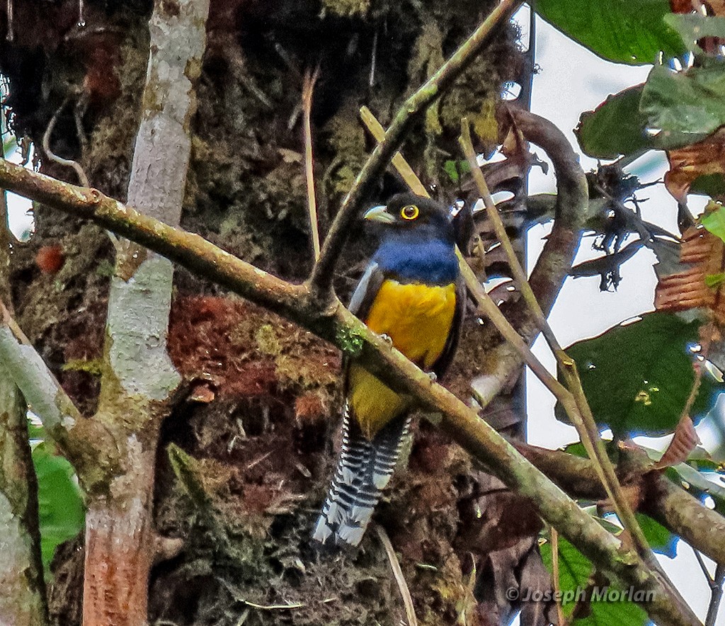 Gartered Trogon - ML640982064