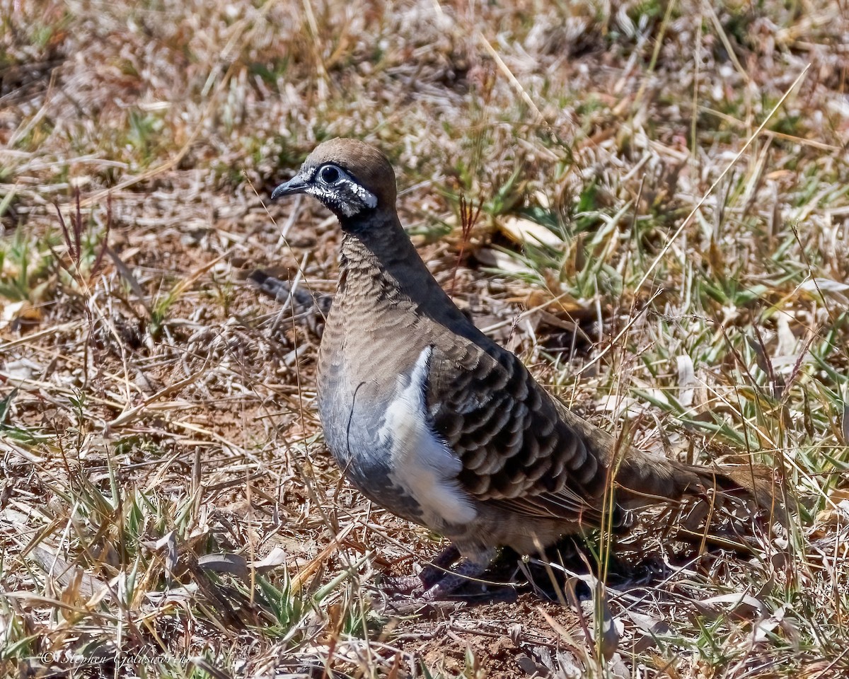holub písmenkový - ML640982121