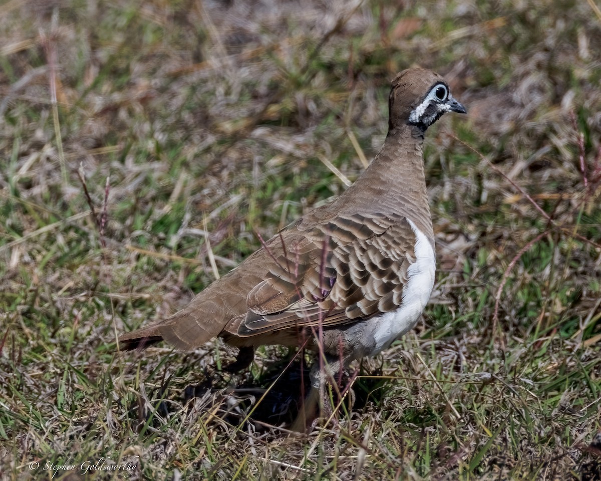 holub písmenkový - ML640982122
