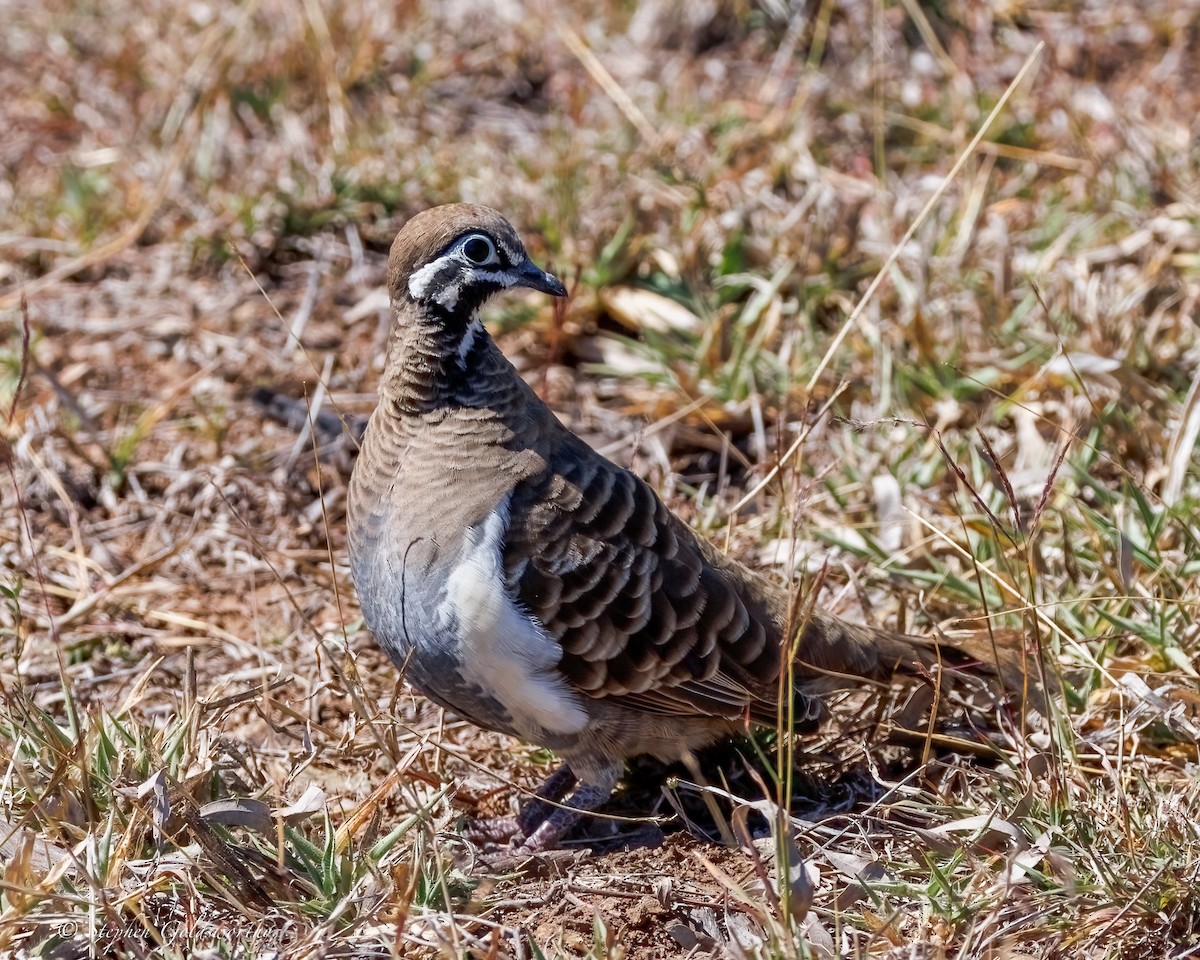holub písmenkový - ML640982123