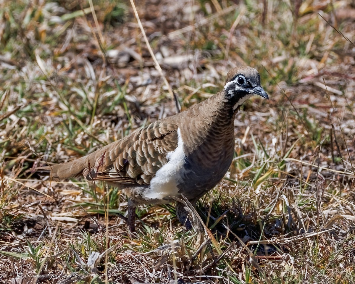 rypedue - ML640982124