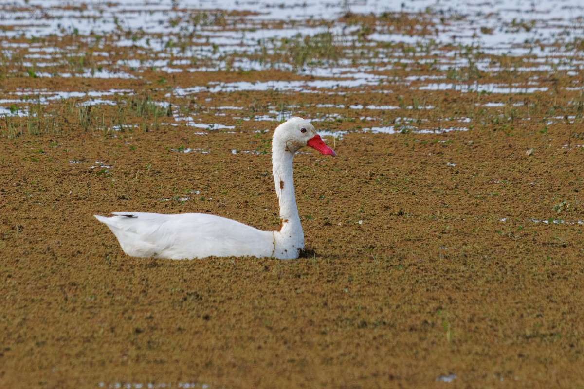 Coscoroba Swan - ML640982128