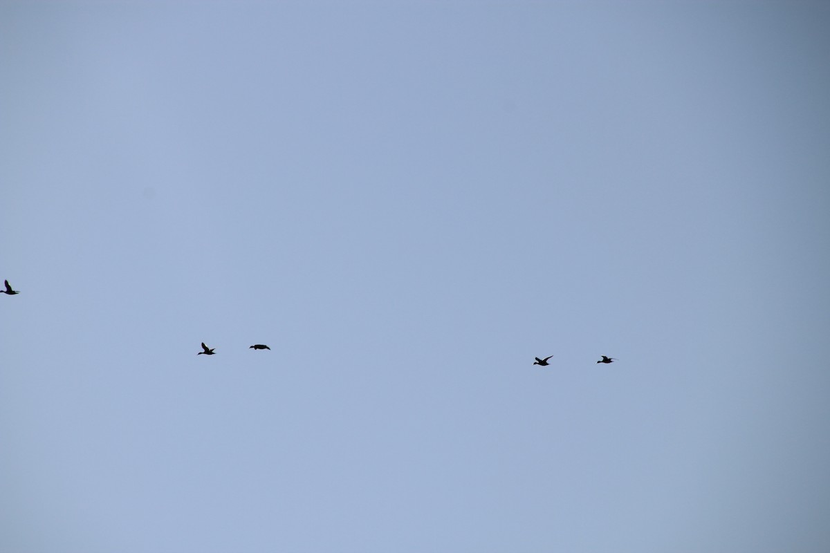 Yellow-billed Pintail - ML640982153
