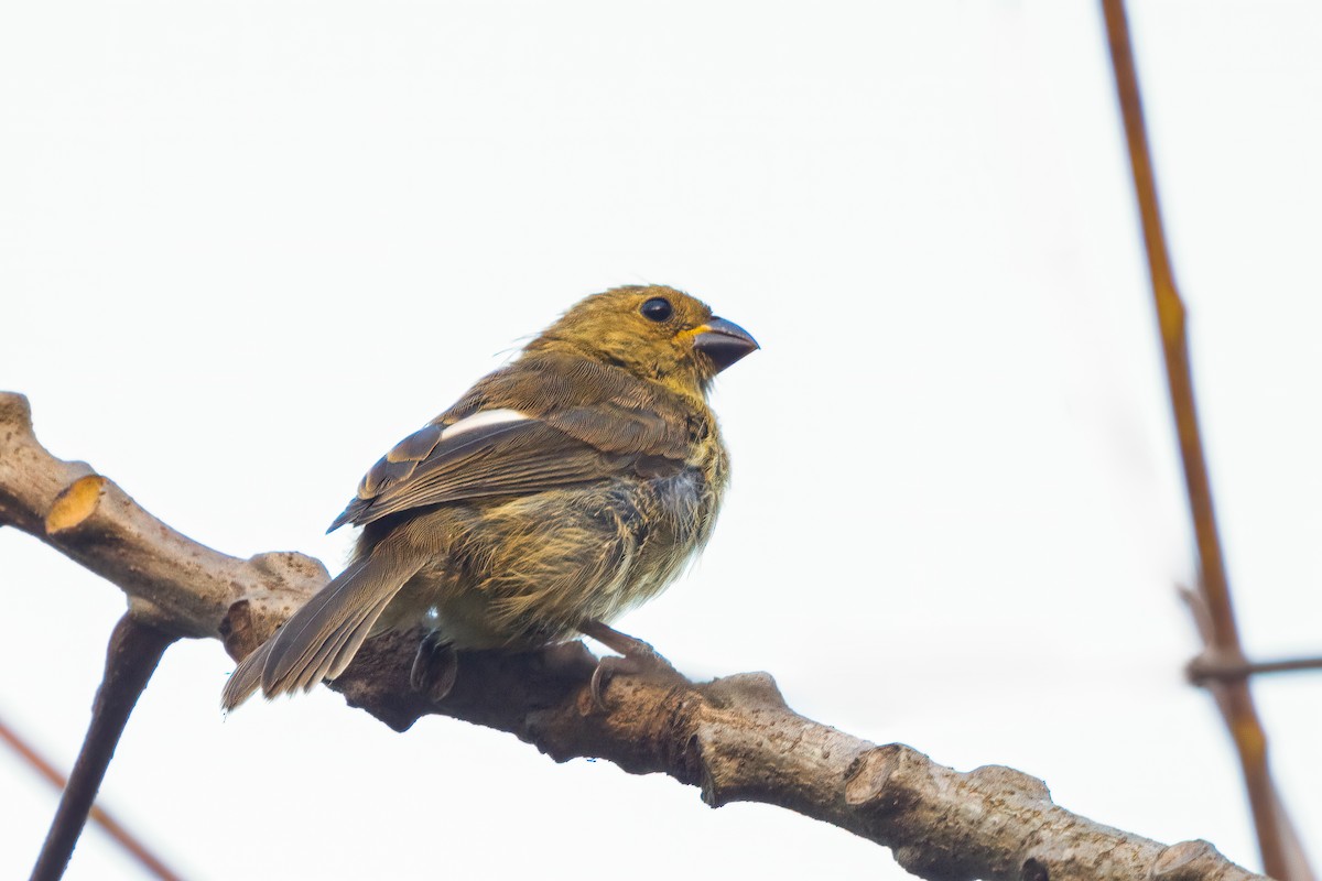 Variable Seedeater - ML640982159