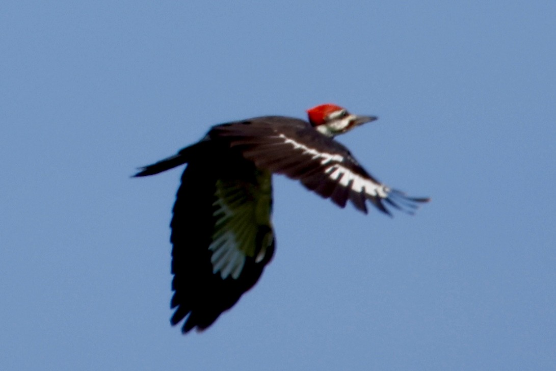 Pileated Woodpecker - ML640982206