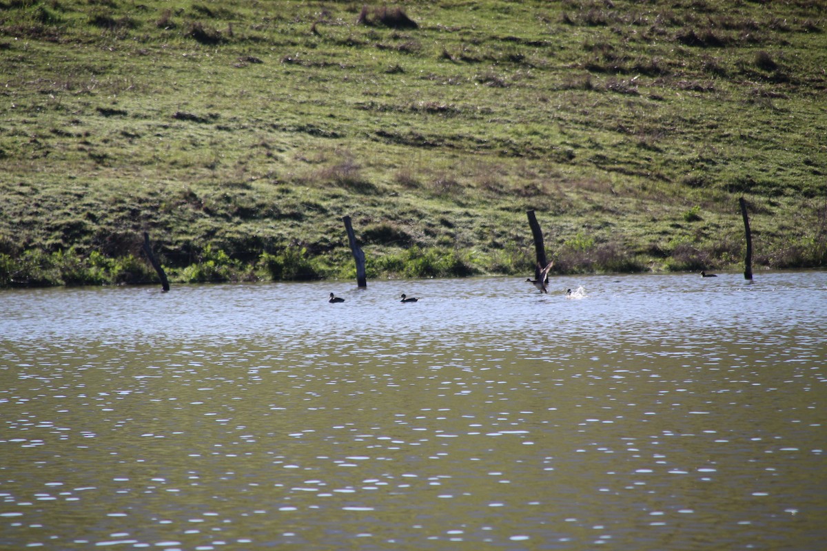 Yellow-billed Pintail - ML640982259