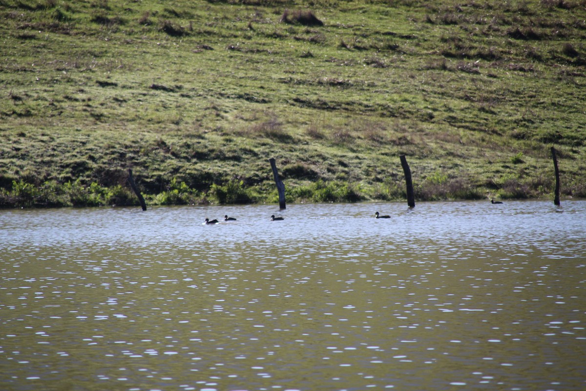 Yellow-billed Pintail - ML640982276